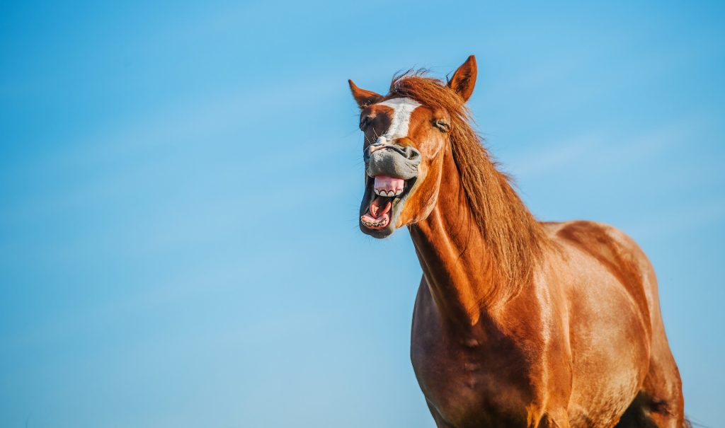 een blije paard